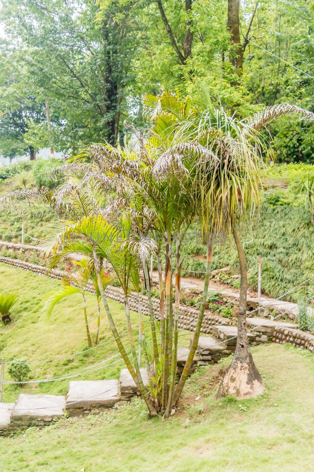 garden with plants and flowers around green field of grass, captured in a sunny day in landscape style. Garden decoration and Exterior interior designing concept.