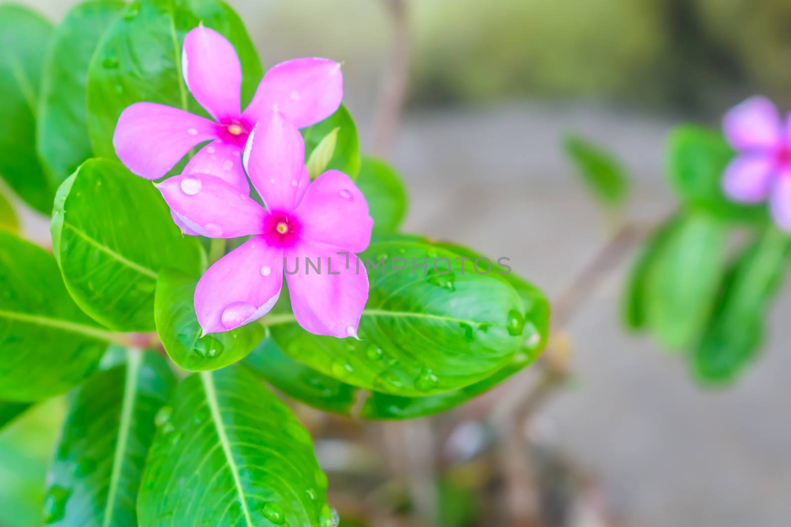 Selective Focus: Colorful flowers with green leaves on backgrounds, Love concept, Templates for design.