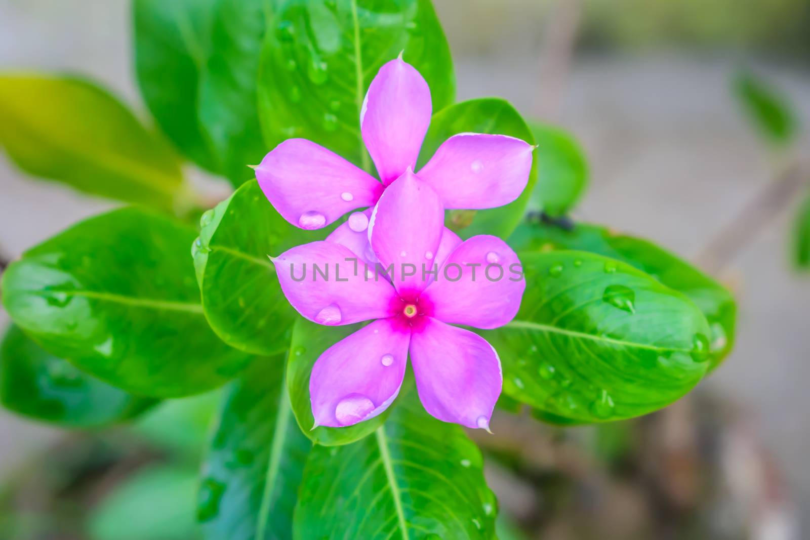 Selective Focus: Colorful flowers with green leaves on backgrounds, Love concept, Templates for design.