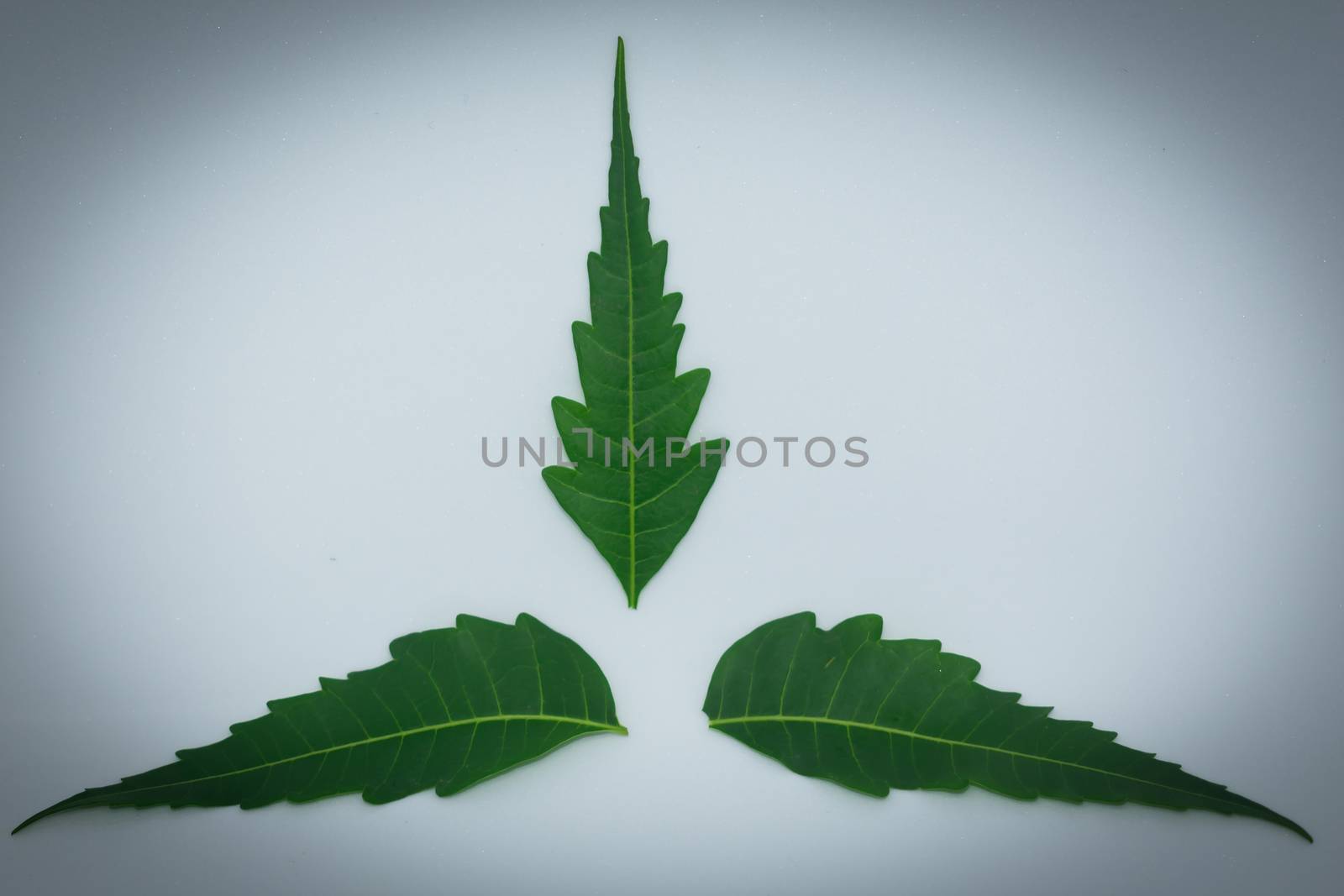 Medicinal Neem leaf on white background. Azadirachta indica.