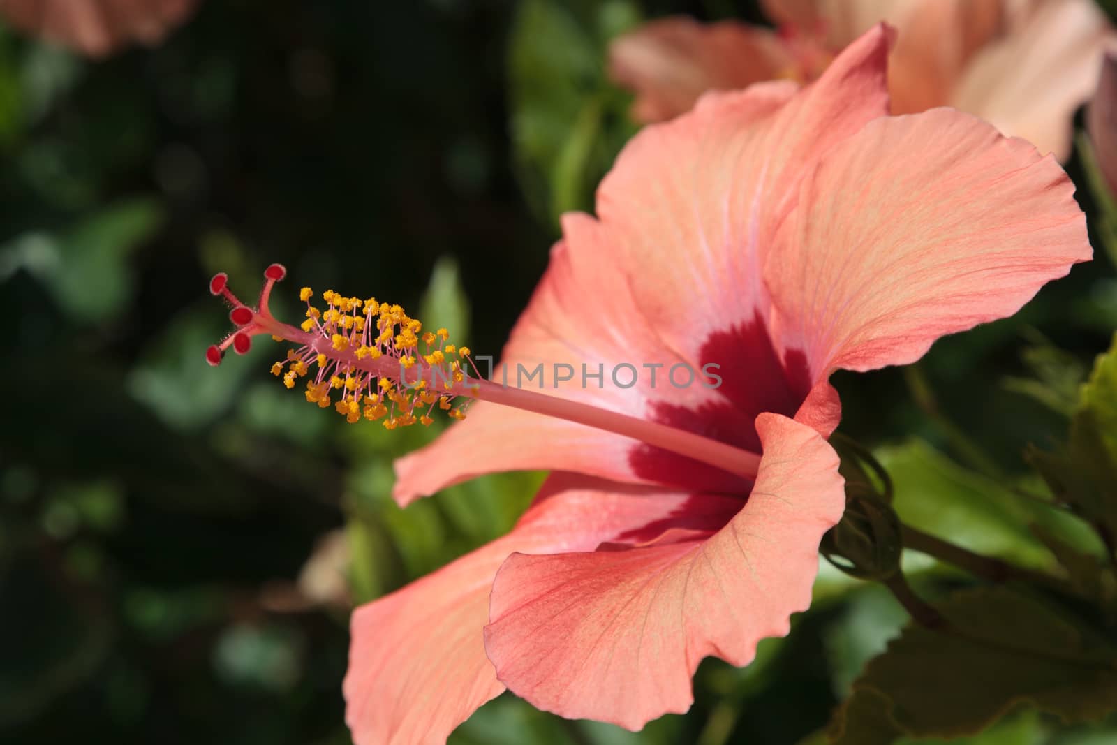 Hibiscus Flower flowering in Tenerife by phil_bird