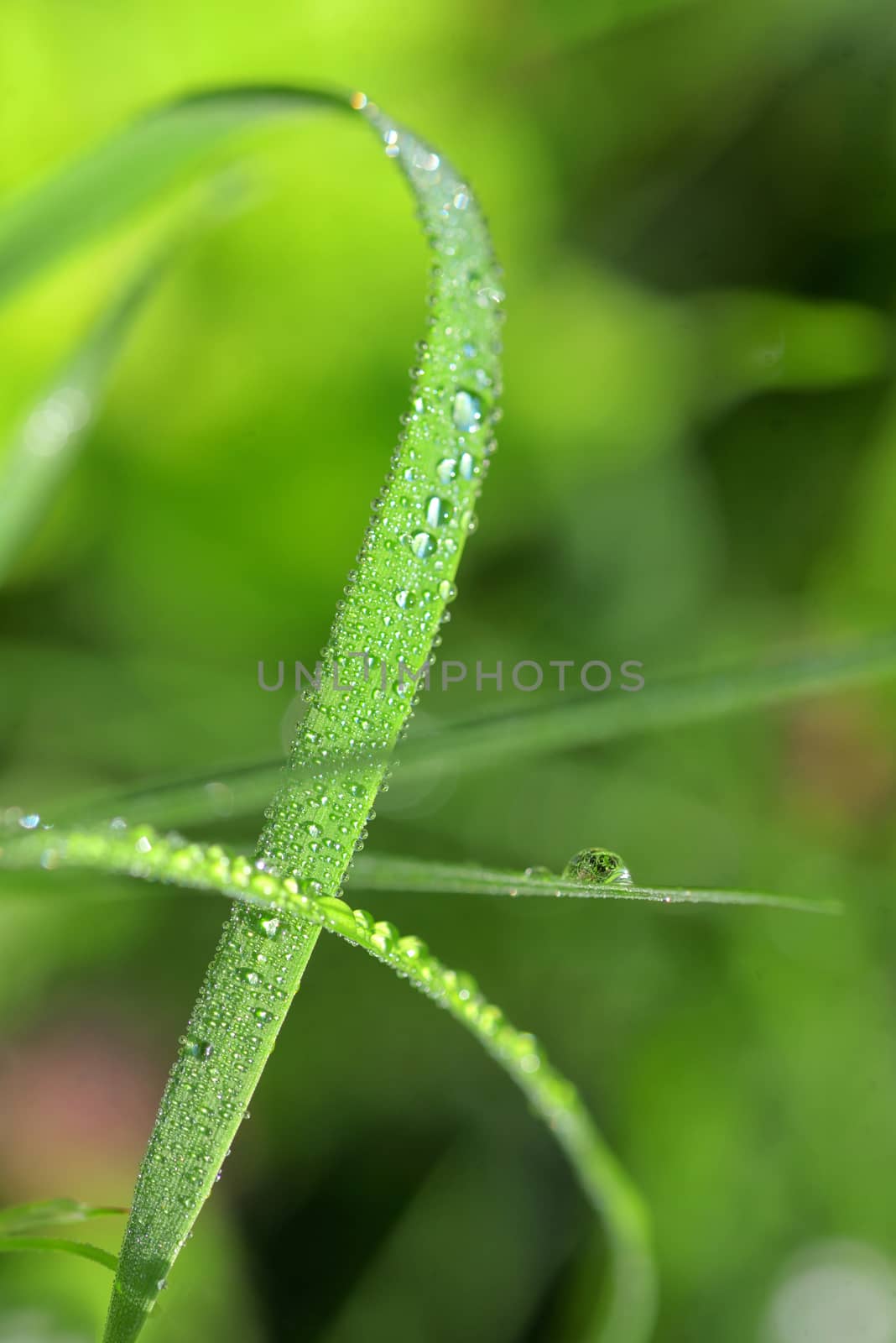 Dew drops close up in summer