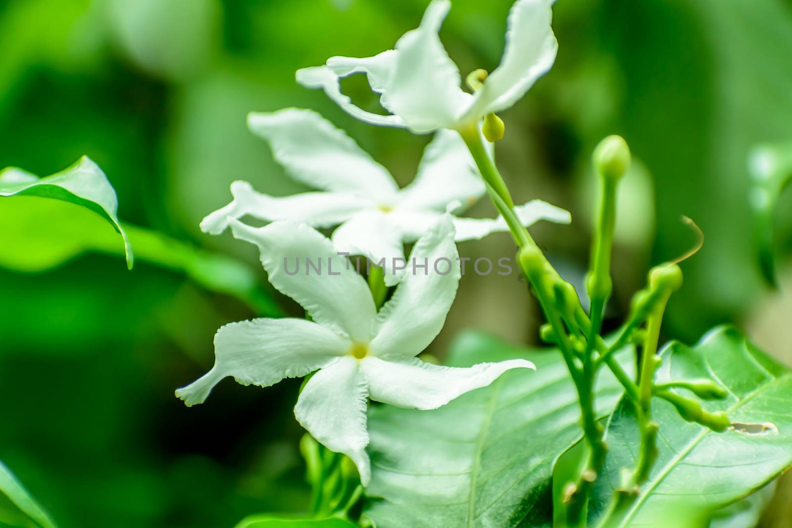 Spring branch with white flowers. close up of jasmine flowers in a garden