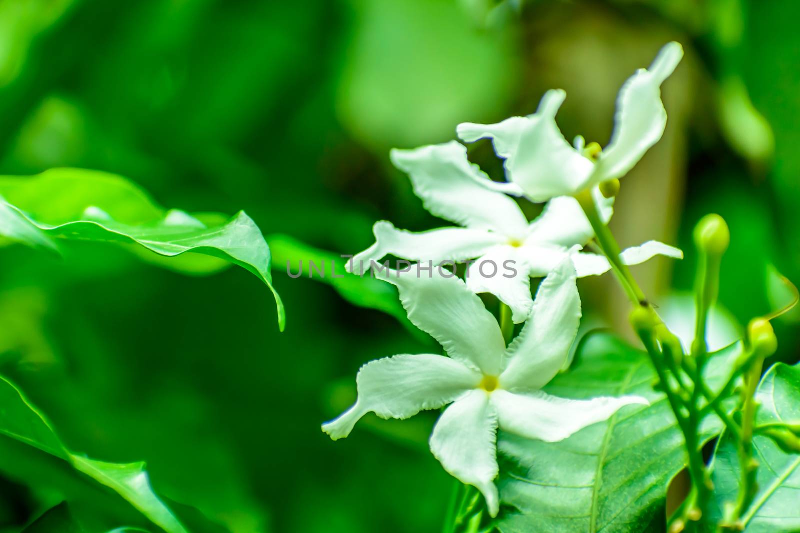 Spring branch with white flowers. close up of jasmine flowers in a garden