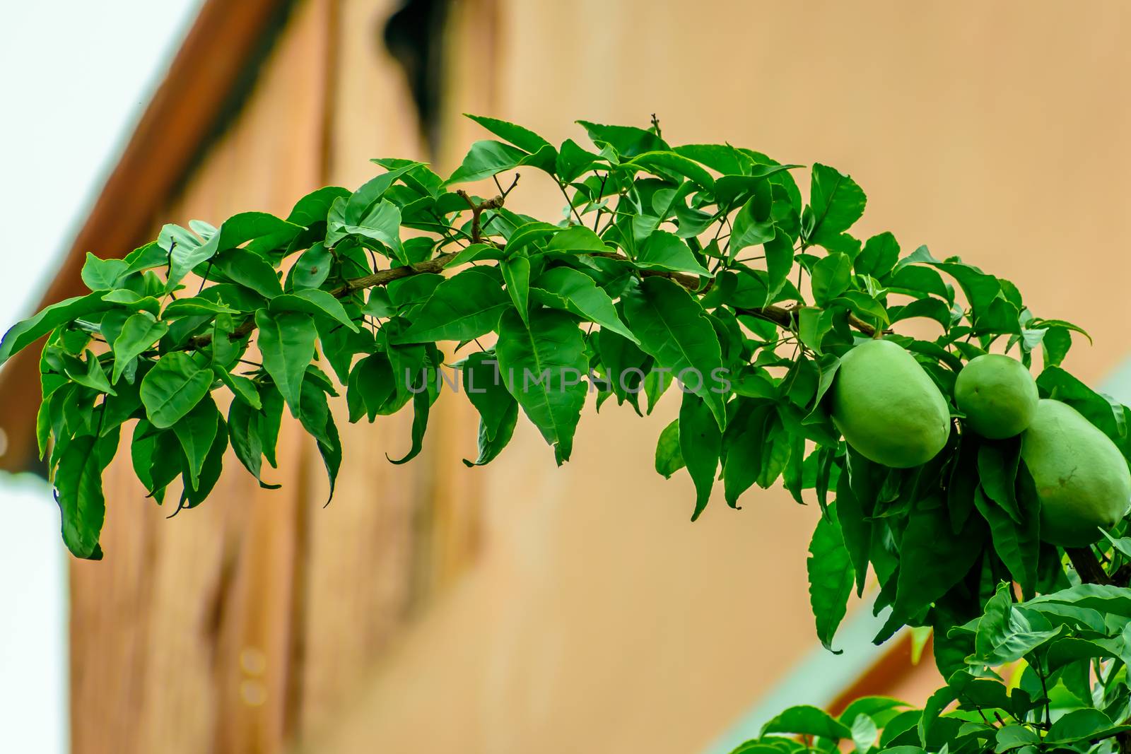 Ripe fruits grow on a branch among green leaves. by sudiptabhowmick
