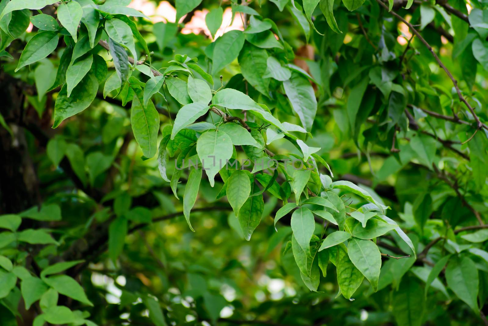 Green poplar leaves close-up in the garden. The design concept for a green background. by sudiptabhowmick