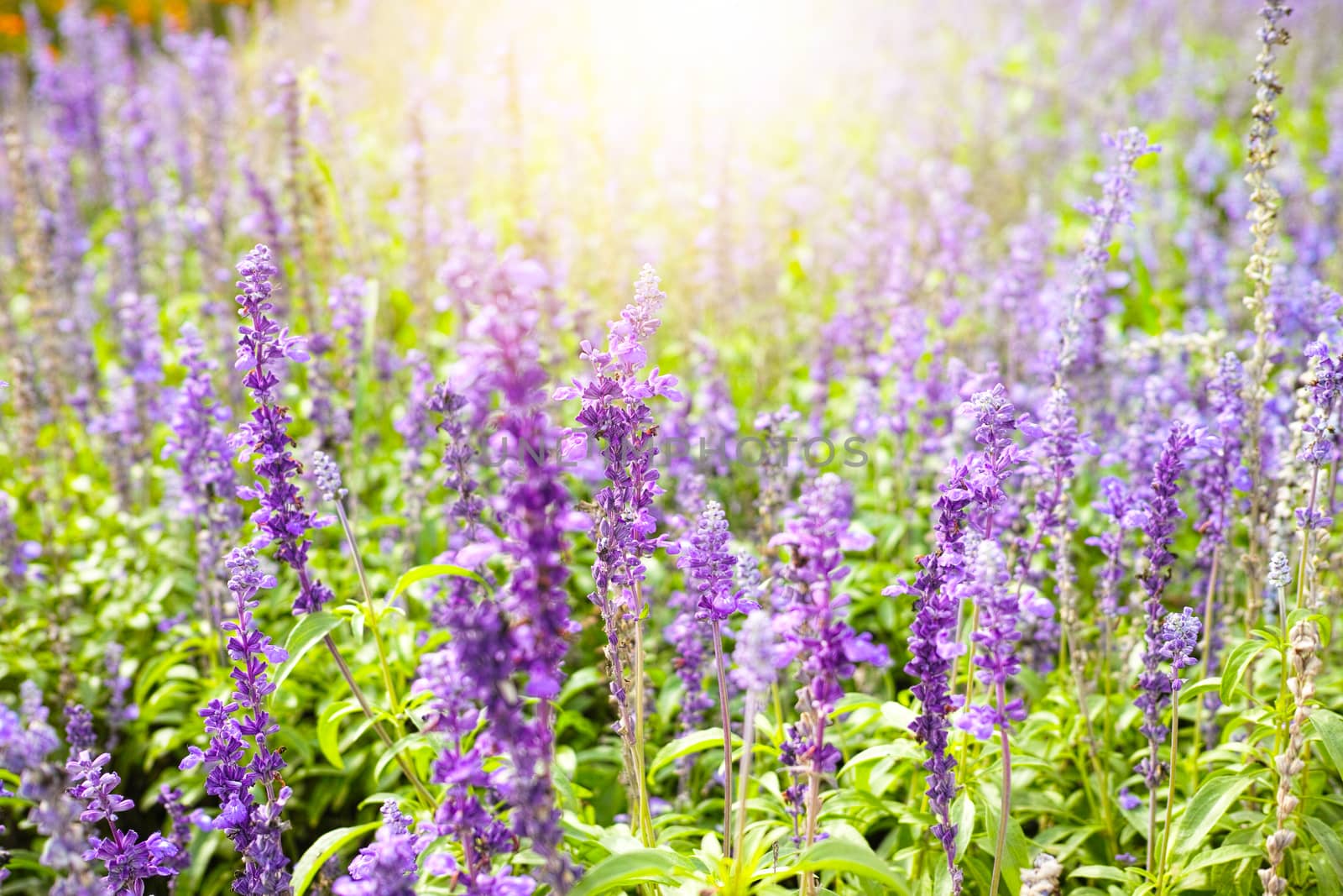 Sunset over a violet lavender field in the spring