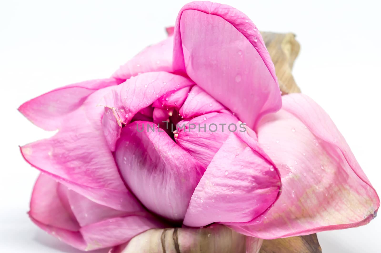 Lotus or Lily Flower. Spa icon. Element relaxation and rest symbol isolated on white. Close up pink color blooming water lily or lotus flower.
