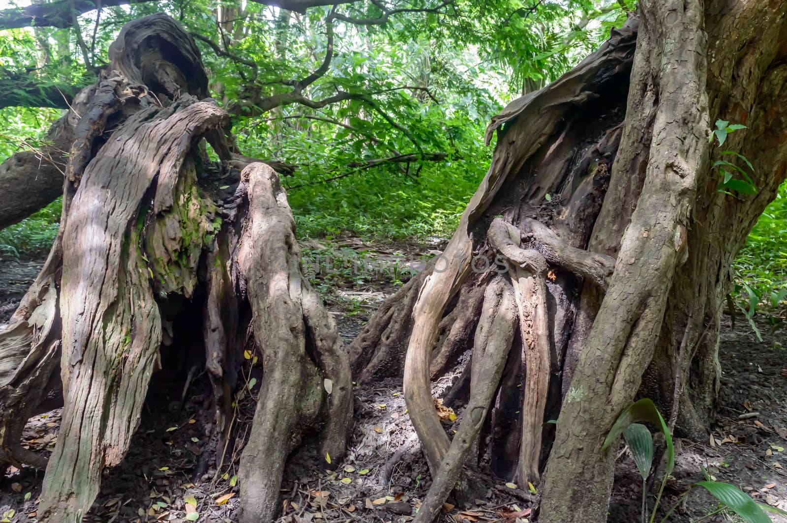 Big old tree trunk. by sudiptabhowmick