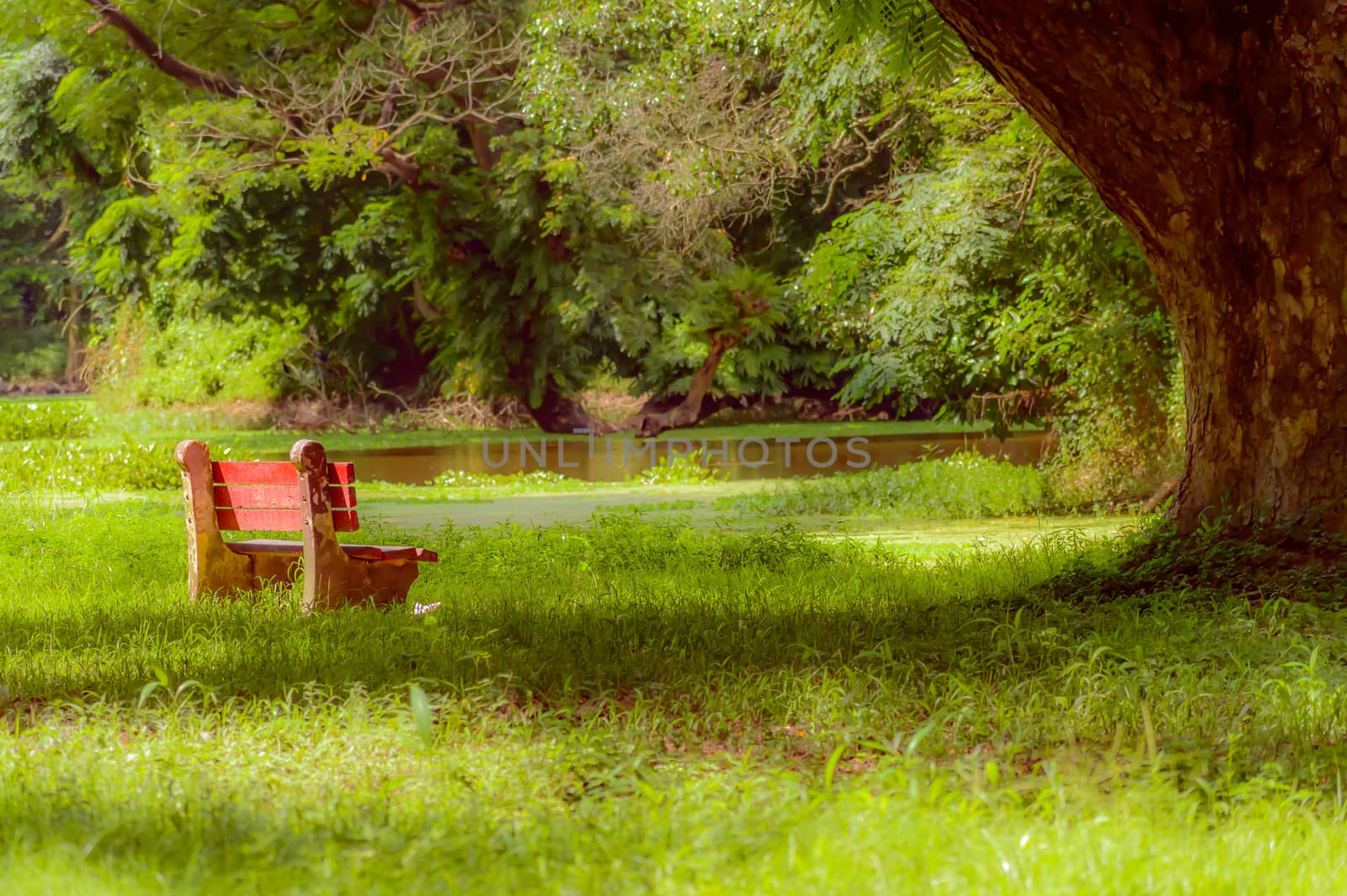 Red color bench in the autumn park. ( Kolkata, India ) by sudiptabhowmick