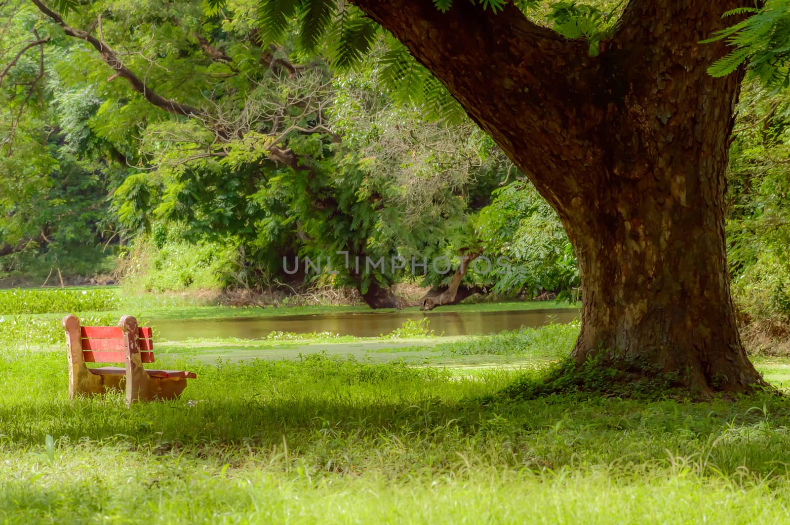 Red color bench in the autumn park. Single wooden park bench in a lush green botanical garden on tree background. ( Kolkata, India )