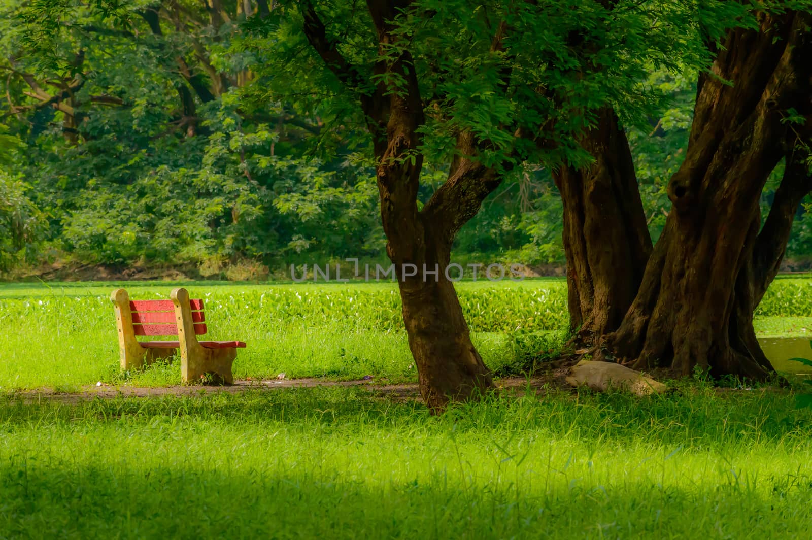 Red color bench in the autumn park. ( Kolkata, India ) by sudiptabhowmick