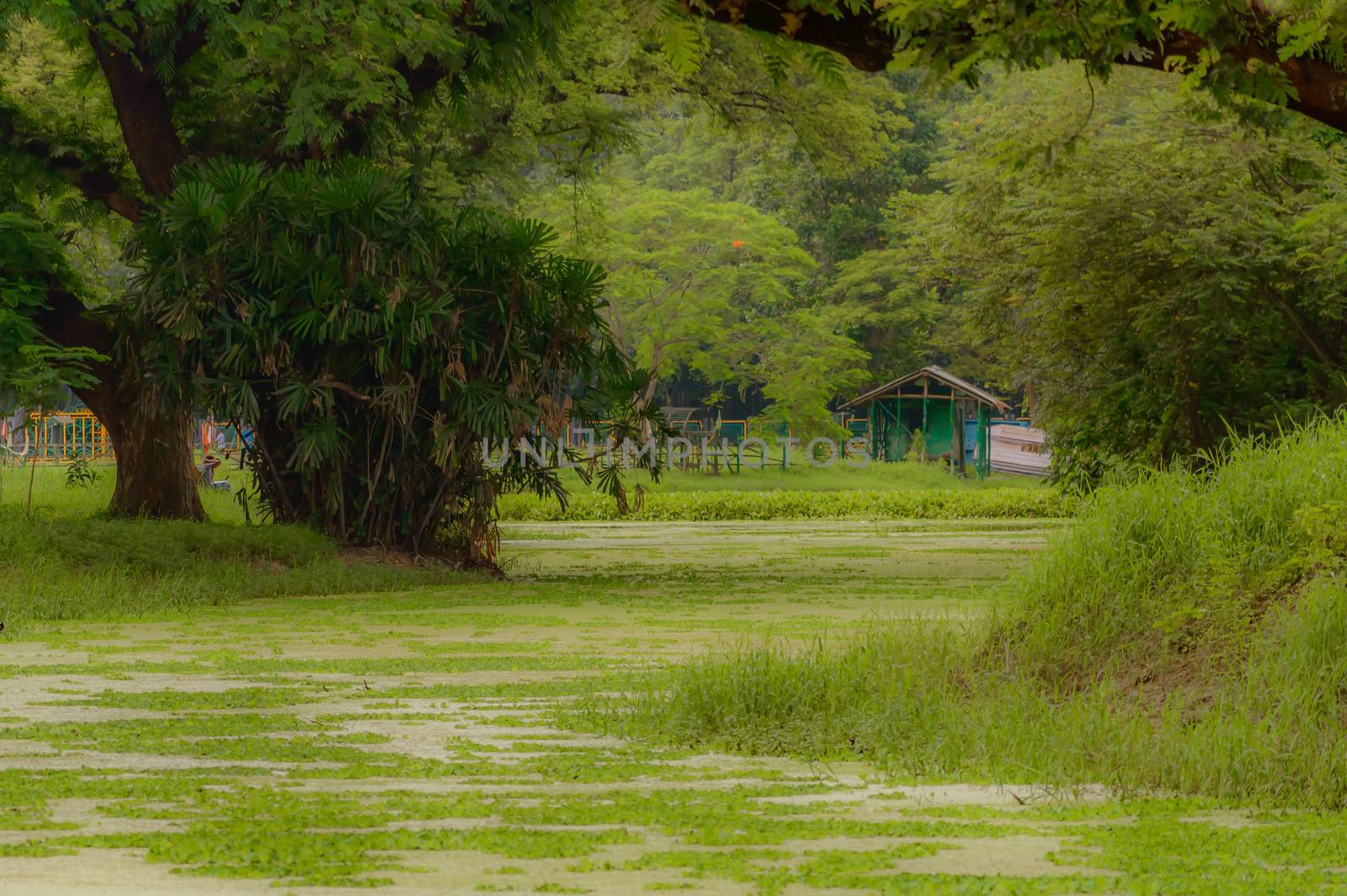 The house is surrounded by plants and trees. by sudiptabhowmick