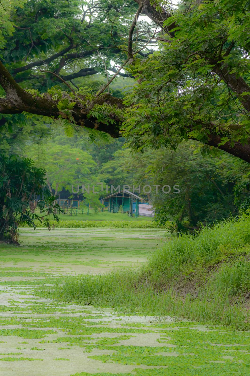 The house is surrounded by plants and trees. View on holiday cabin by a lake. Tiny house near the water. Vacation holiday concept. Goa India.