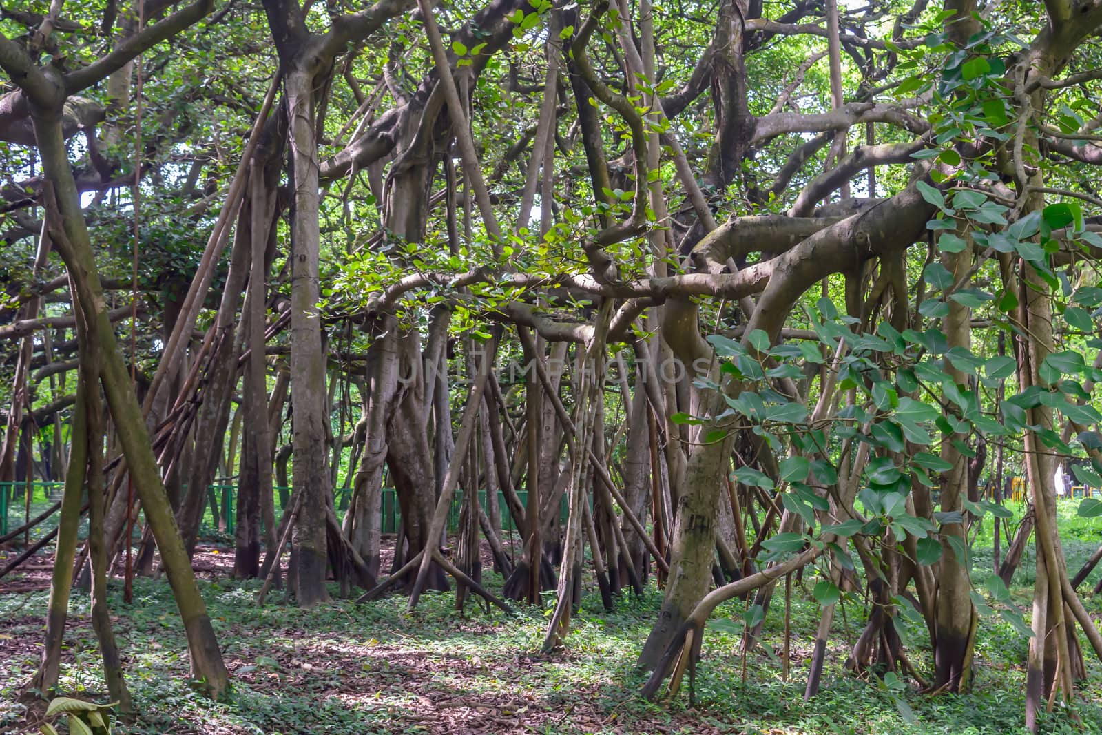 Amazing Banyan Tree canopy at misty autumn morning with sunbeams shining thru leaves. by sudiptabhowmick