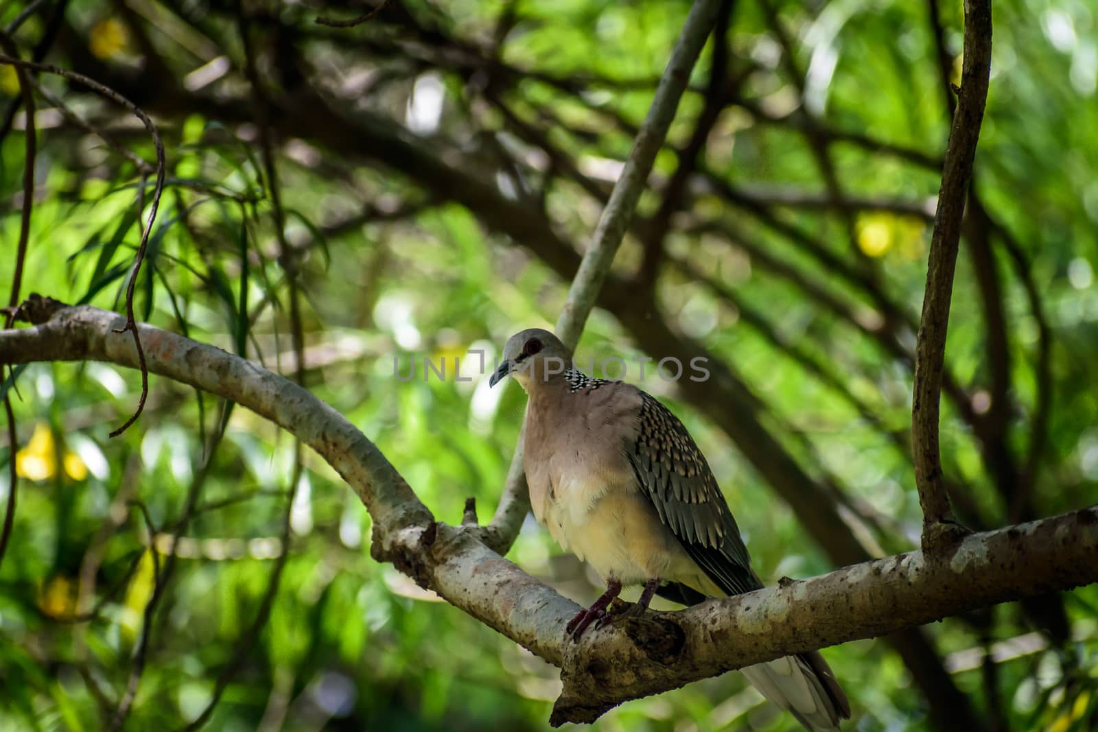 Singing bird in a branch against morning sunlight. cute bird tit sitting on tree branch in spring garden. by sudiptabhowmick