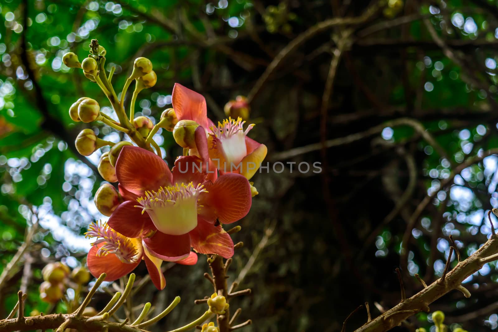 Colorful flowers and its buds captured in sunny summer day, selective focus