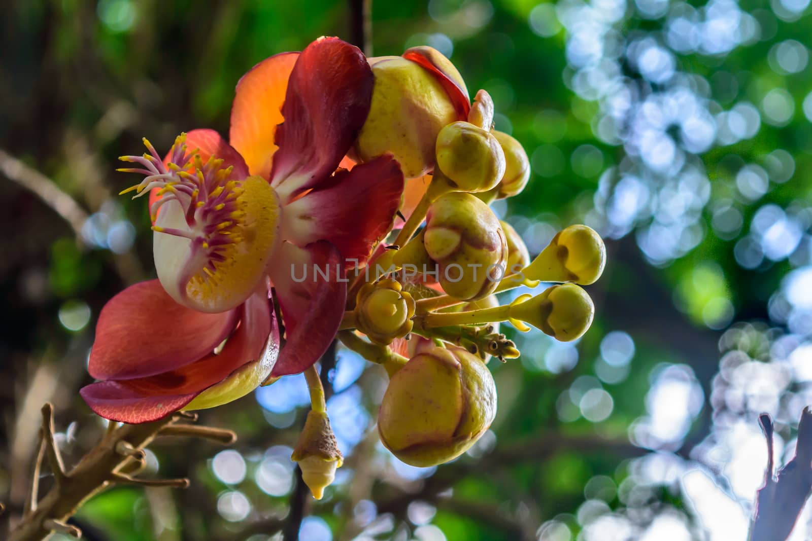 Colorful flowers, selective focus by sudiptabhowmick