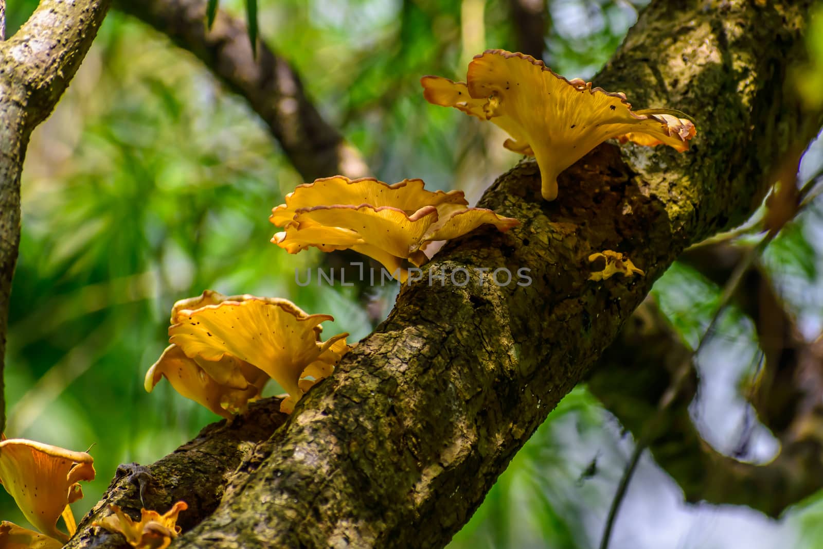 Mushrooms or toadstool in autumn forest, close up, blur effect. The fleshy, spore-bearing body of fungus, on tree branch.