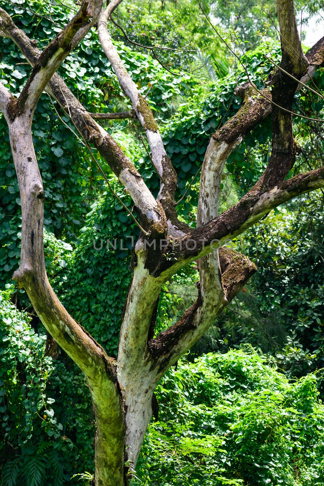 White Birch in Forest. Botanical garden India.