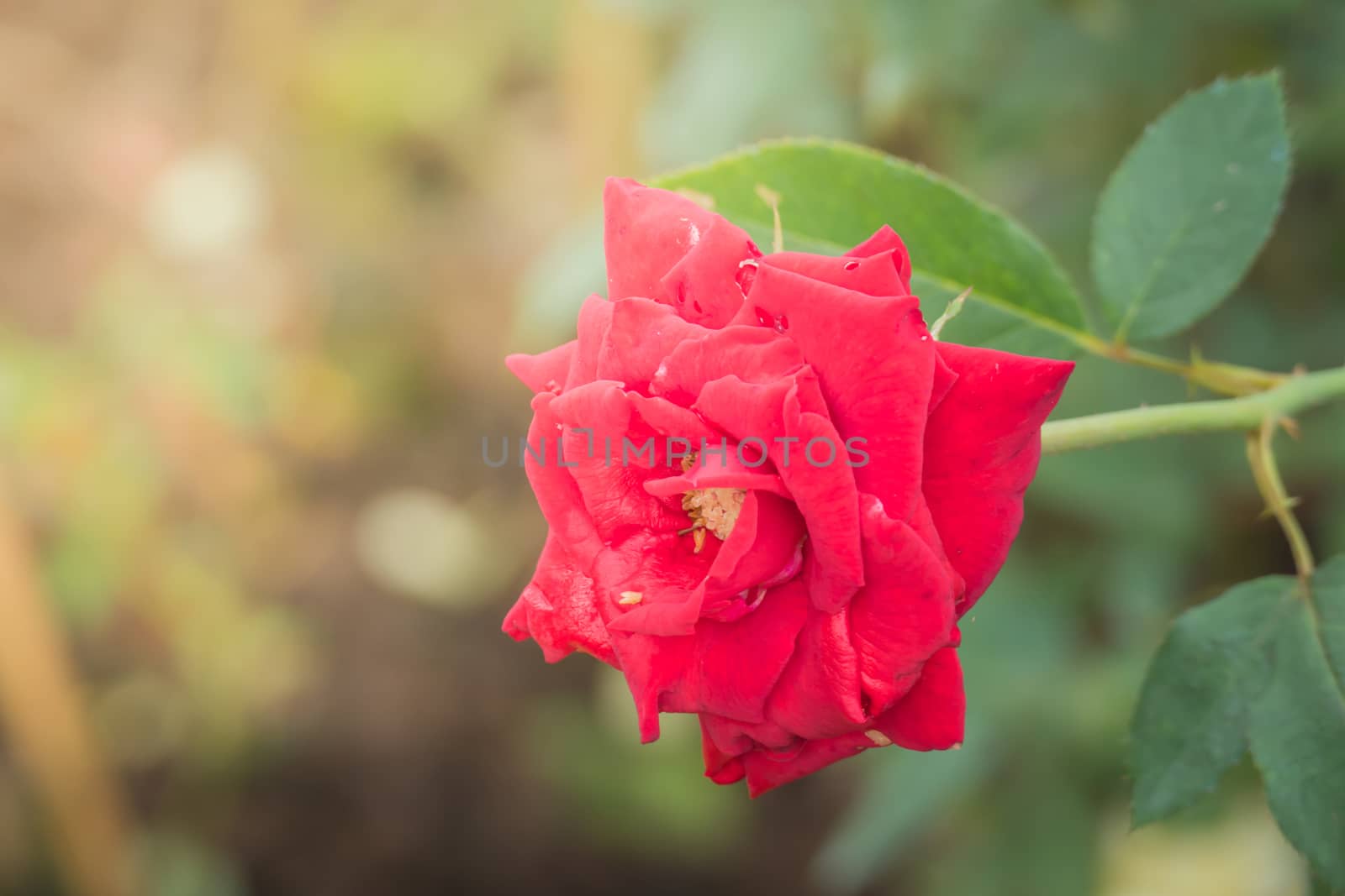 Roses in the garden, Roses are beautiful with a beautiful sunny day.