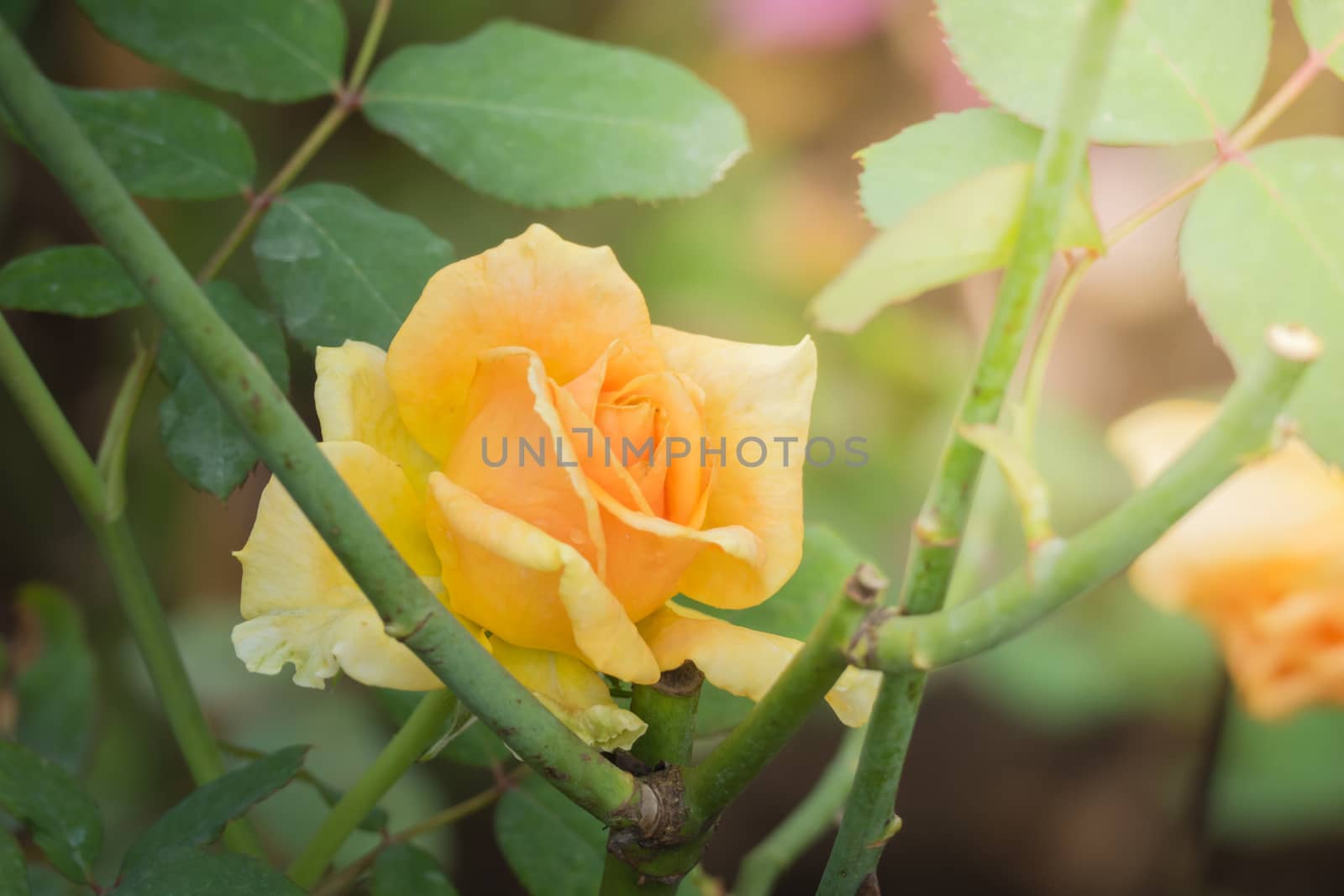 Roses in the garden, Roses are beautiful with a beautiful sunny day.