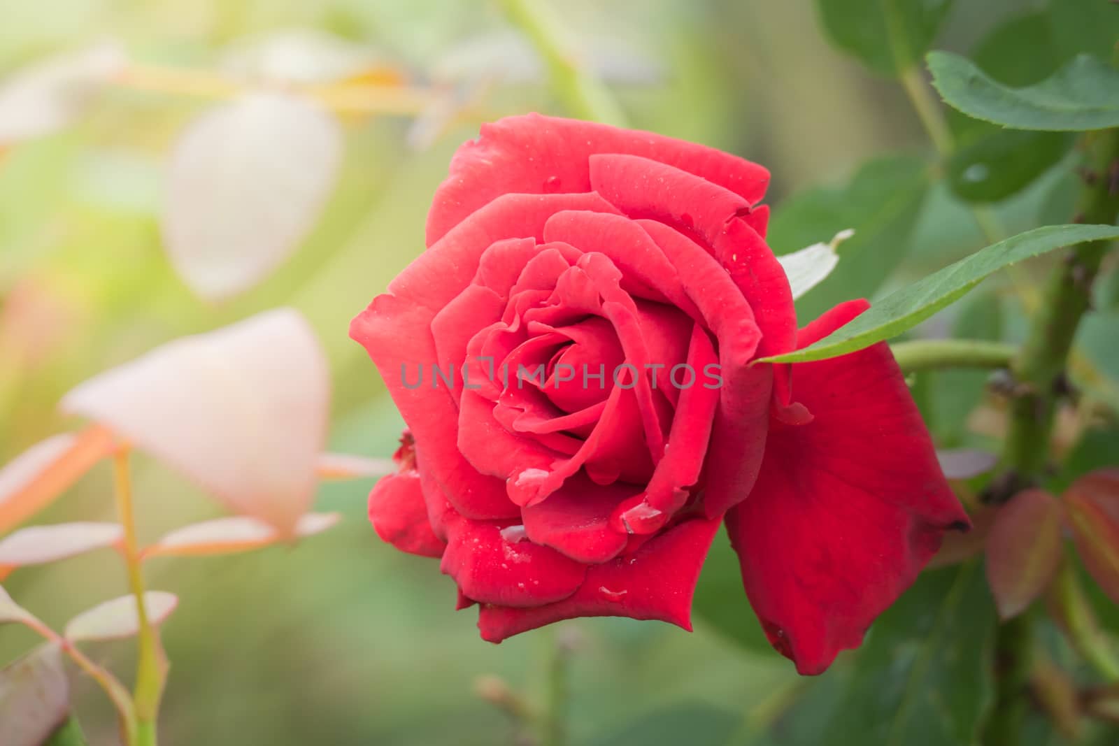 Roses in the garden, Roses are beautiful with a beautiful sunny day.