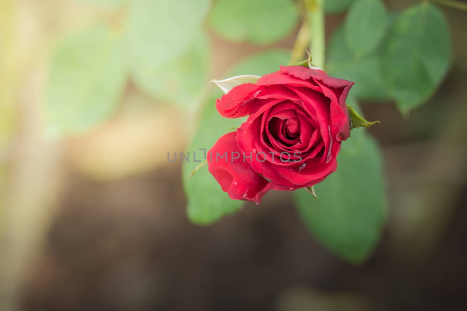 Roses in the garden, Roses are beautiful with a beautiful sunny day.