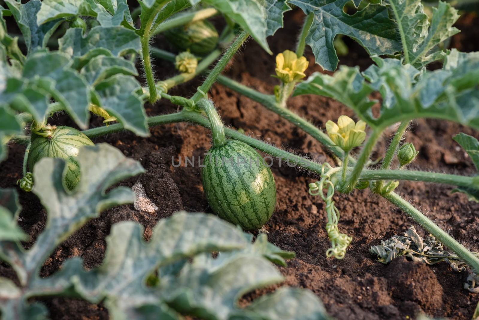 Young small round watermelon lie in the garden bed in fine clear weather morning close-up