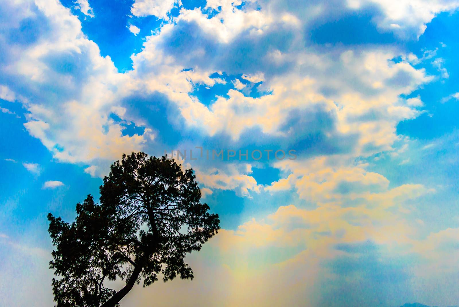 This is a photograph of silhouette Tree top against blue cloudy sky on a clouded sunny day during sunset in the evening time of a hill station of popular tourist destination. The image taken at dusk, at dawn, at daytime on a cloudy day. The Subject of the image is inspiration, exciting, hopeful, bright, sensational, tranquil, calm, stormy and stunning. This photography is taken in as landscape style. This photograph may be used as a background, wallpaper and screen saver.