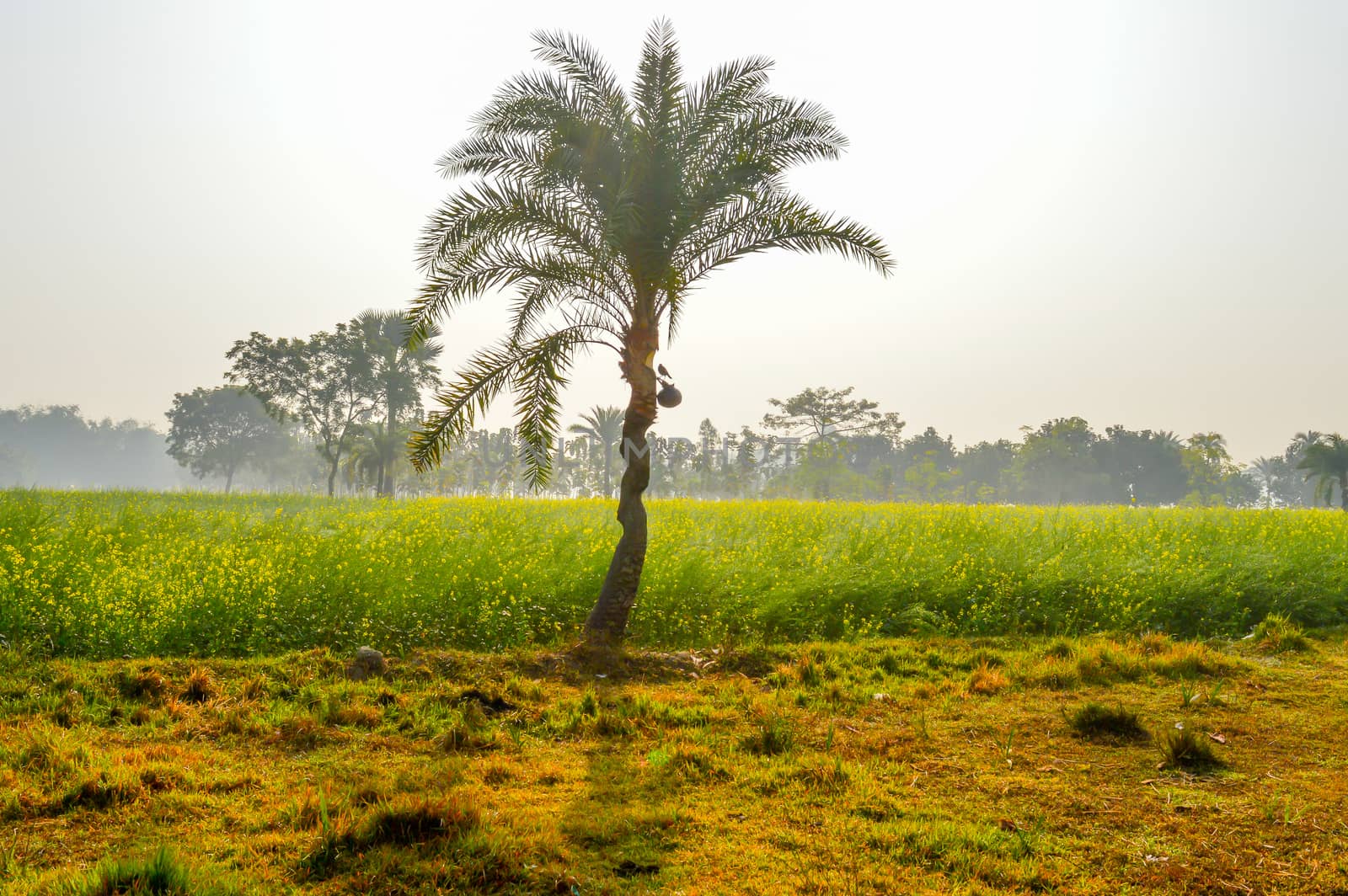 This is a photograph of dates tree and dates pot (used for juice storage) captured from an agricultural field near Kolkata india. The image taken at daytime on a sunny day. The Subject of the image is to show a dates cultivation and dates storage procedure. This photography is taken in as landscape style. This photograph may be used as background, wallpaper, screen saver in agricultural industry.