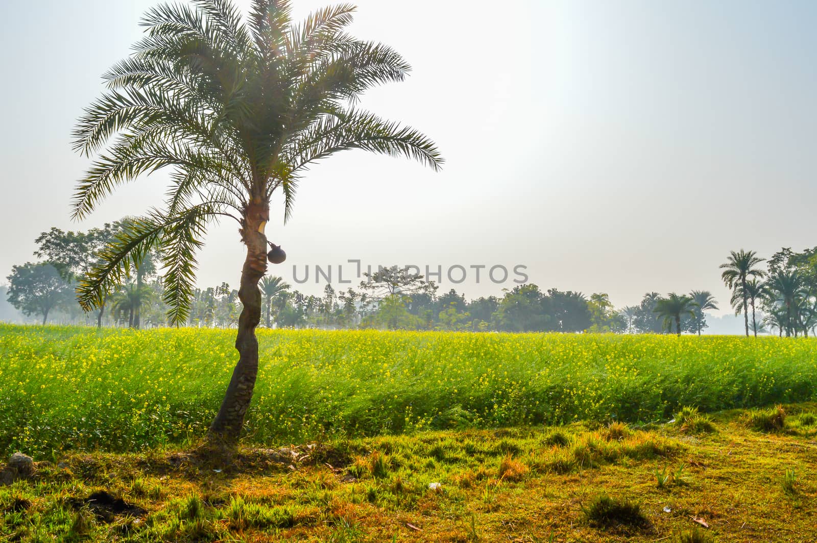 Plantation of Date Palms in an agricultural field. by sudiptabhowmick