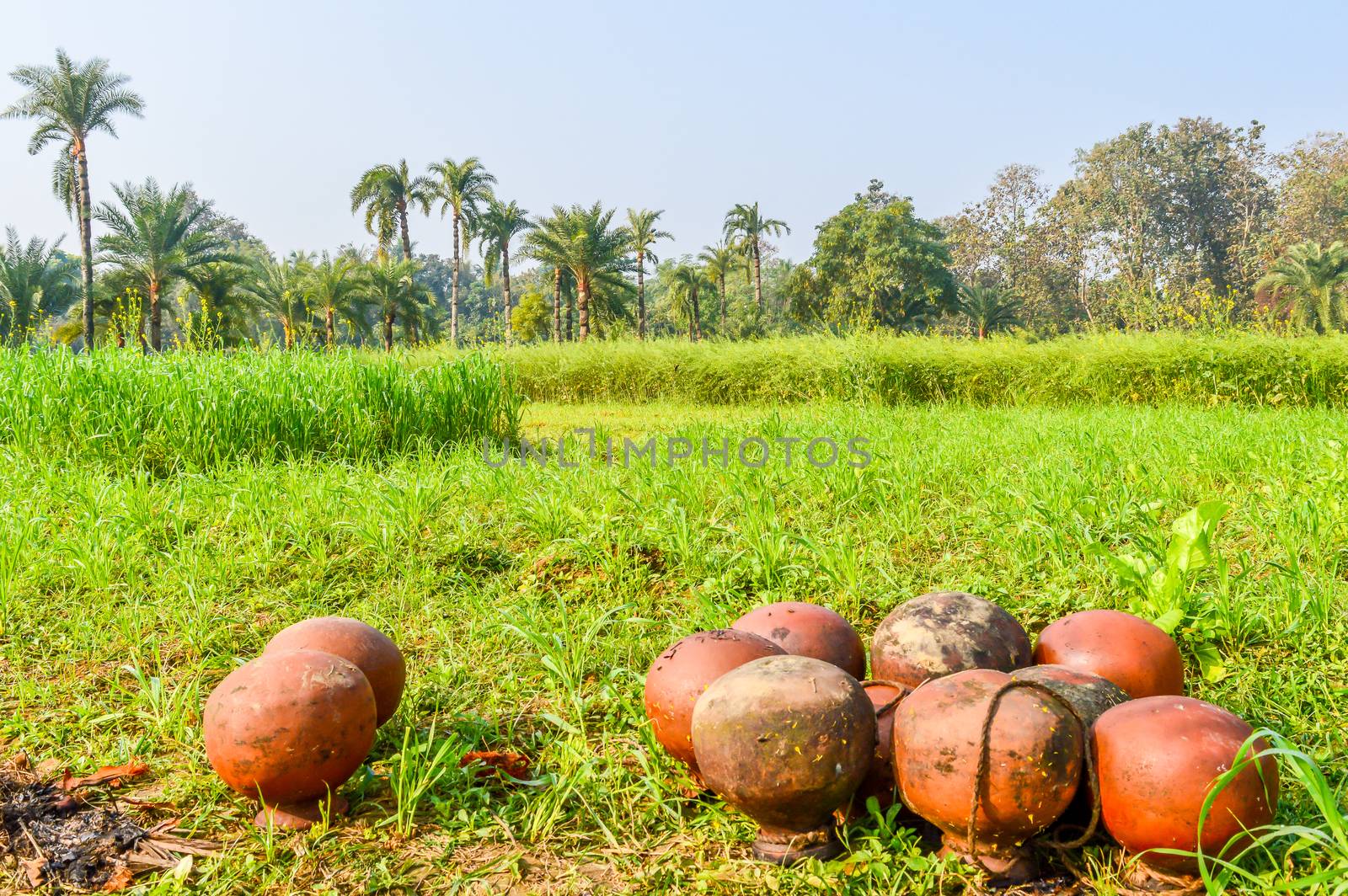 This is a photograph of dates tree and dates pot (used for juice storage) captured from an agricultural field near Kolkata india. The image taken at daytime on a sunny day. The Subject of the image is to show a dates cultivation and dates storage procedure. This photography is taken in as landscape style. This photograph may be used as background, wallpaper, screen saver in agricultural industry.