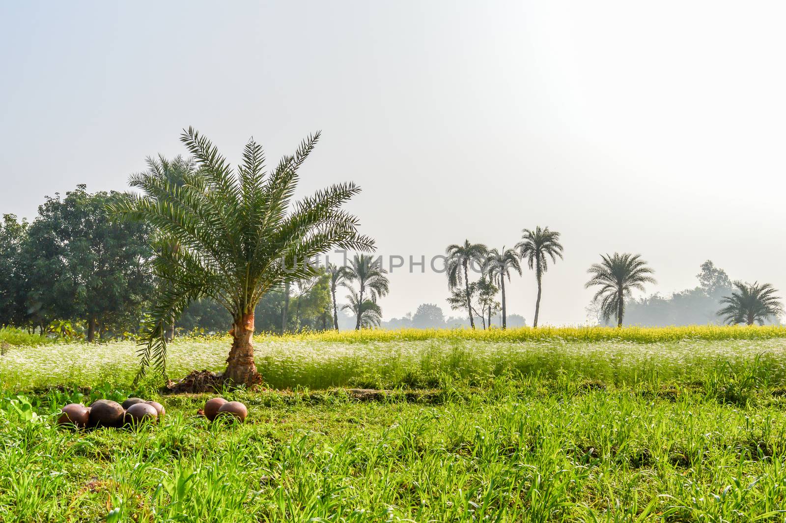 This is a photograph of dates tree and dates pot (used for juice storage) captured from an agricultural field near Kolkata india. The image taken at daytime on a sunny day. The Subject of the image is to show a dates cultivation and dates storage procedure. This photography is taken in as landscape style. This photograph may be used as background, wallpaper, screen saver in agricultural industry.