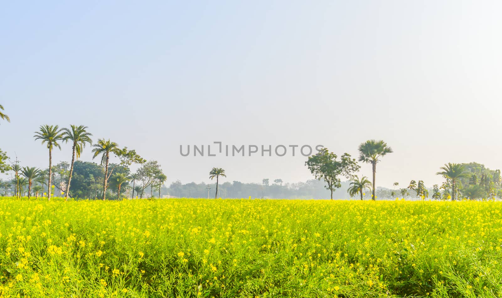 Colorful spring Landscape with yellow Rape: This is a photograph of Beautiful rapeseed flower field captured from a Sunny field of rape flower garden.. The image taken at dusk, at dawn, at daytime on a cloudy day. The Subject of the image is inspiration, exciting, hopeful, bright, sensational, tranquil, calm, and stunning. This photography is taken in as landscape style. This photograph may be used as a background, wallpaper, screen saver.