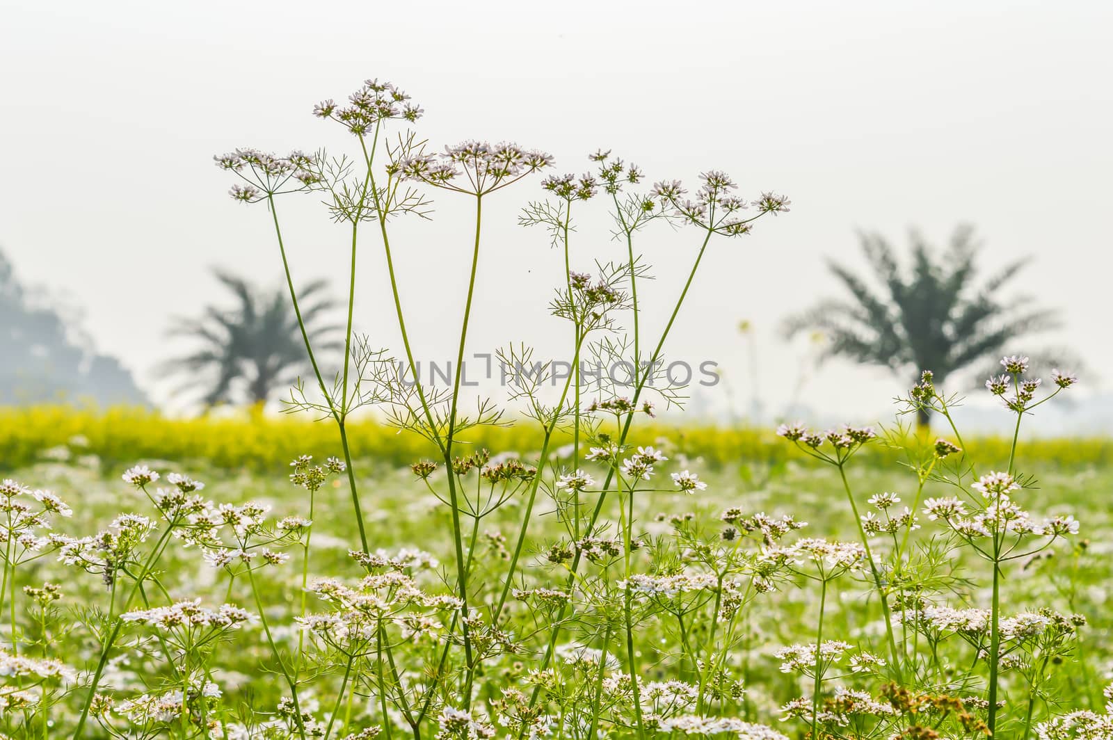 Colorful spring Landscape with yellow Rape: This is a photograph by sudiptabhowmick