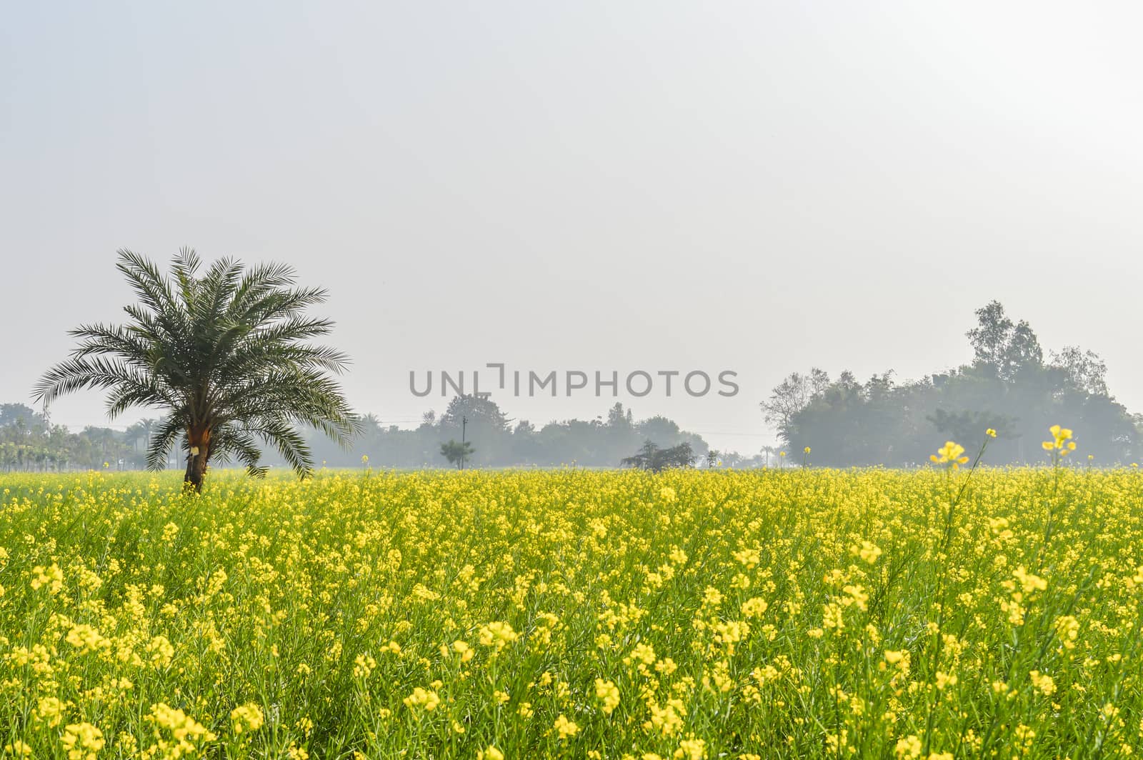 Colorful spring Landscape with yellow Rape: This is a photograph by sudiptabhowmick