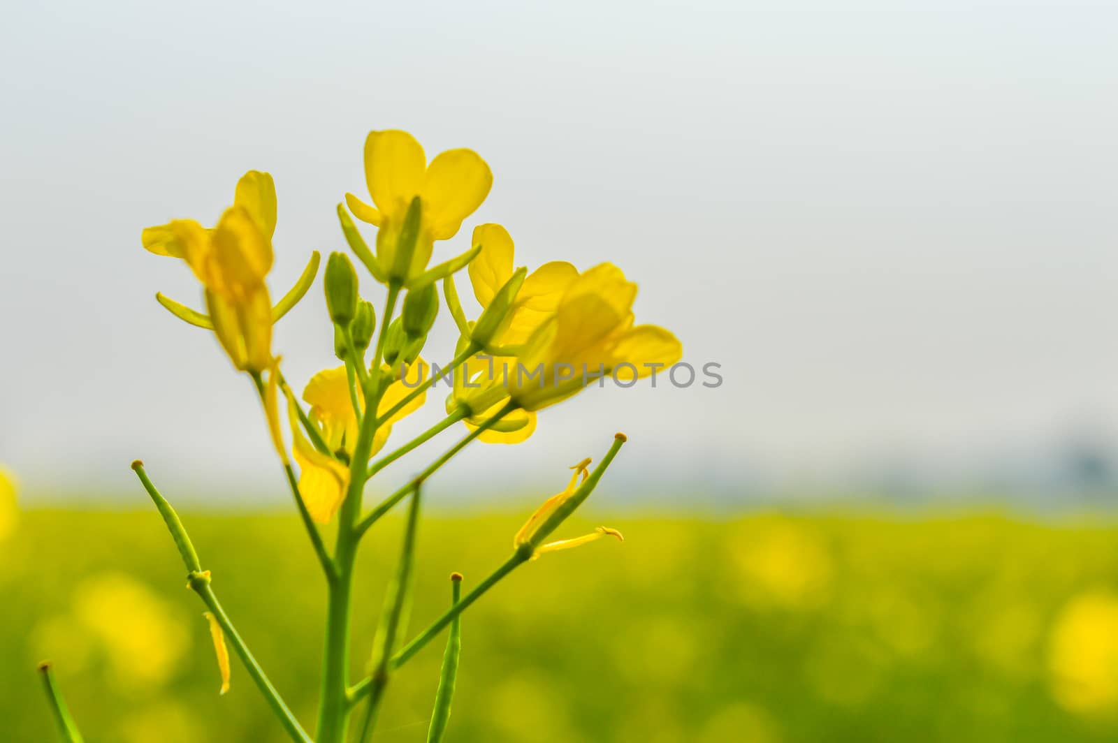 This is a photograph rapeseed flowers close up isolated on blurred background and its gorgeous petals captured from a Sunny field of rape flower garden. The image taken at dusk, at dawn, at daytime on a cloudy day. The Subject of the image is inspiration, exciting, hopeful, bright, sensational, tranquil, calm, and stunning. This photography is taken in as landscape style. This photograph may be used as a background, wallpaper, screen saver.