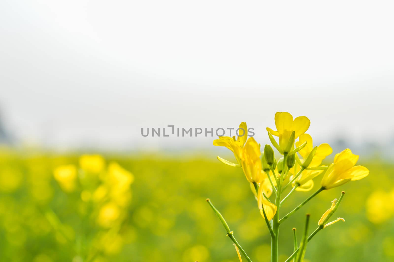 This is a photograph rapeseed flowers close up isolated on blurred background and its gorgeous petals captured from a Sunny field of rape flower garden. The image taken at dusk, at dawn, at daytime on a cloudy day. The Subject of the image is inspiration, exciting, hopeful, bright, sensational, tranquil, calm, and stunning. This photography is taken in as landscape style. This photograph may be used as a background, wallpaper, screen saver.