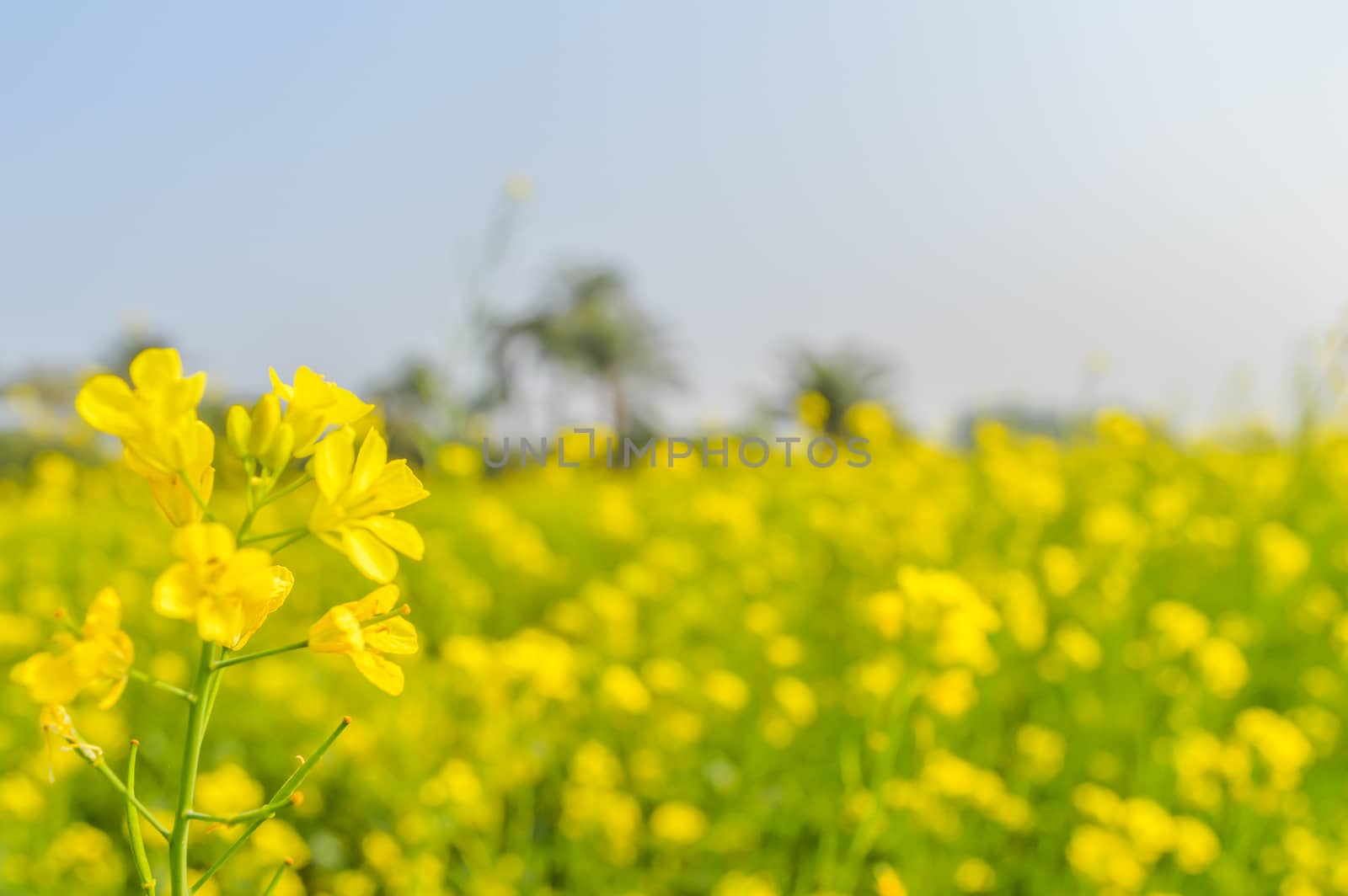 This is a photograph rapeseed flowers close up isolated on blurred background and its gorgeous petals captured from a Sunny field of rape flower garden. The image taken at dusk, at dawn, at daytime on a cloudy day. The Subject of the image is inspiration, exciting, hopeful, bright, sensational, tranquil, calm, and stunning. This photography is taken in as landscape style. This photograph may be used as a background, wallpaper, screen saver.