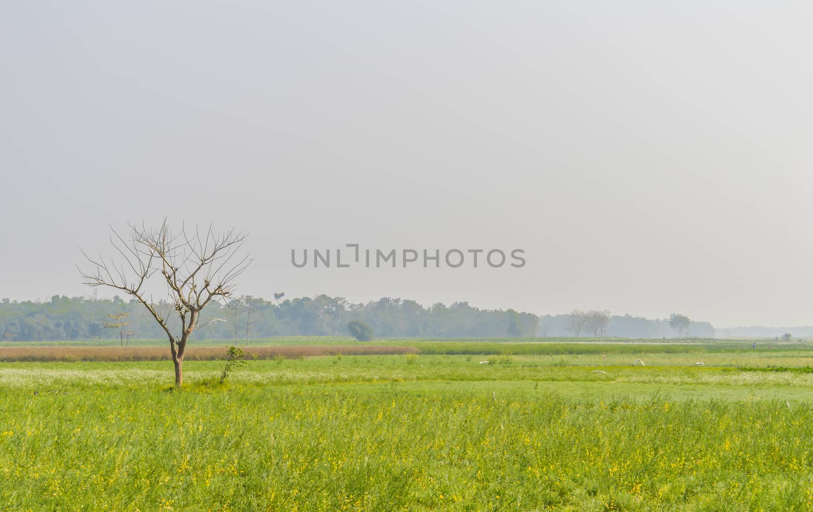 Colorful spring Landscape with yellow Rape: This is a photograph by sudiptabhowmick