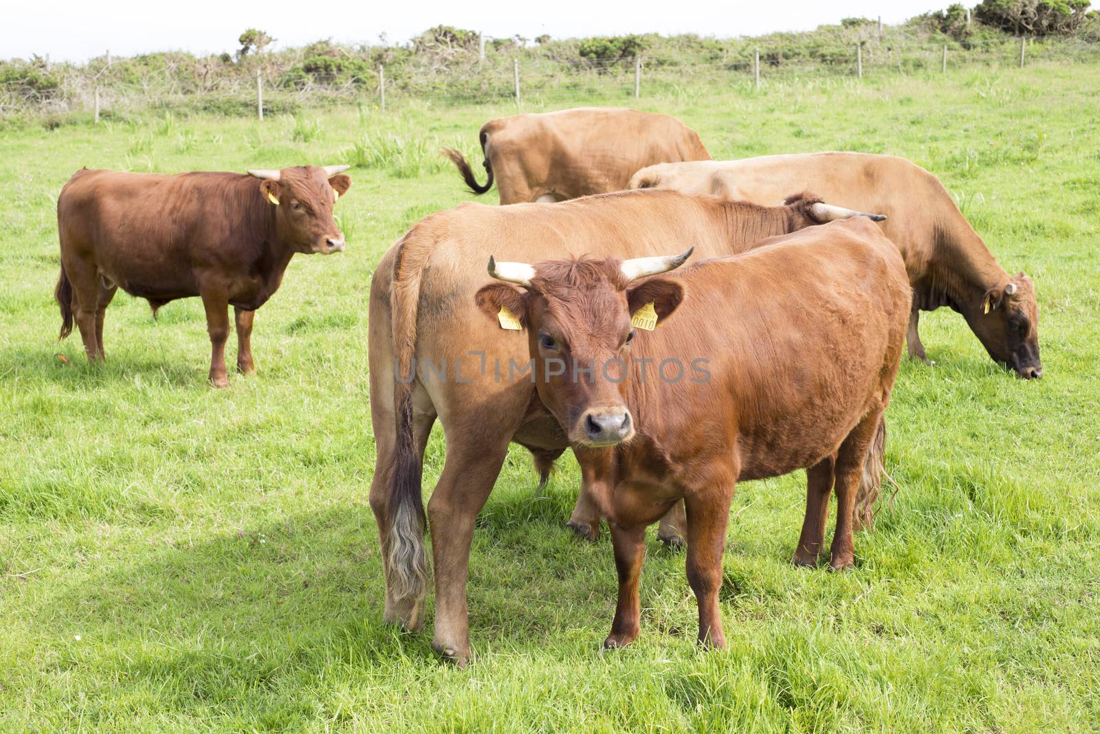 jersey cattle on green grass by morrbyte