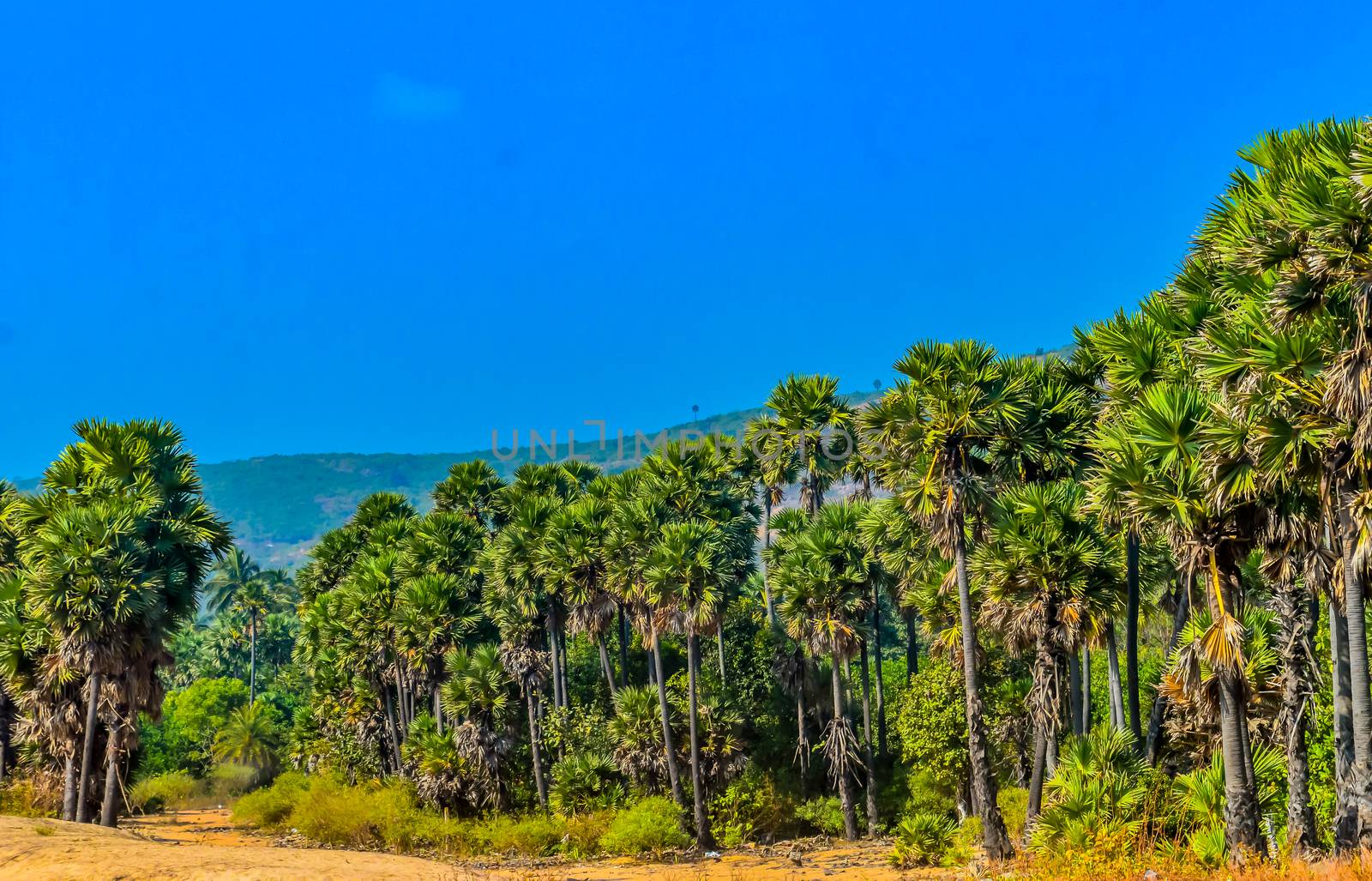 Wild Empty Tropical beach, blue sky, yellow sand, sunlight refle by sudiptabhowmick