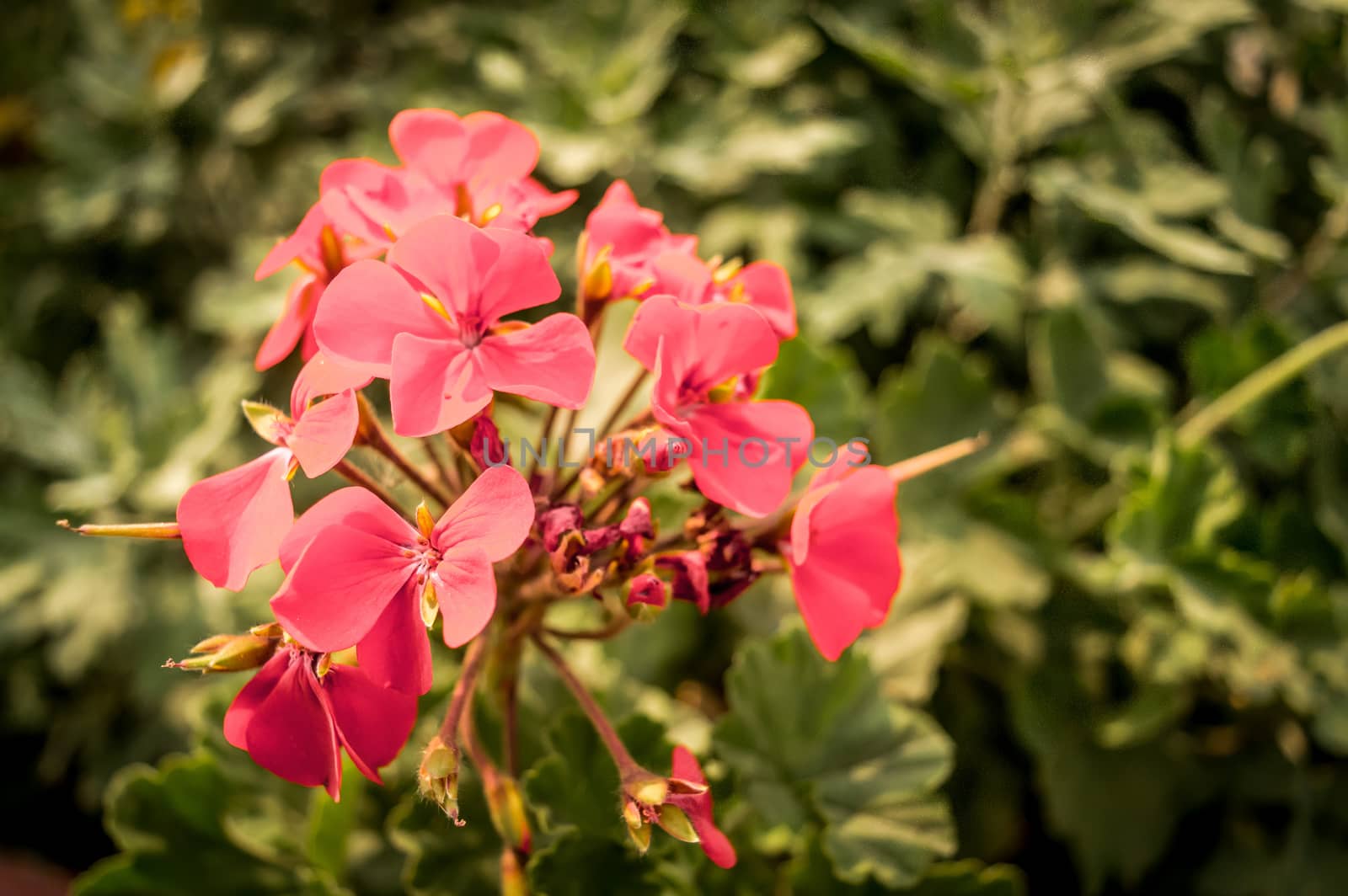 Red Flower branches by sudiptabhowmick