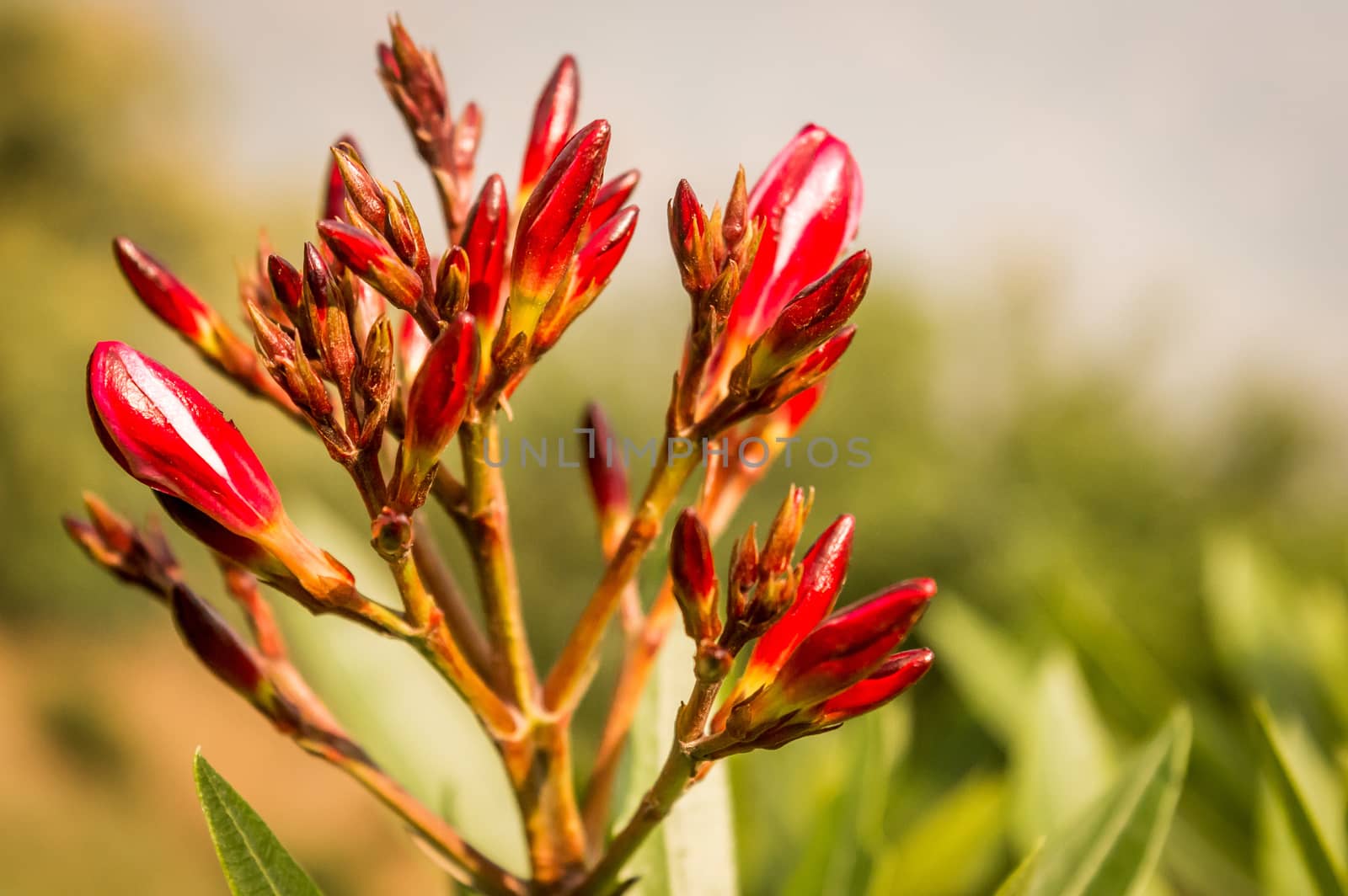 Red Flower branches by sudiptabhowmick