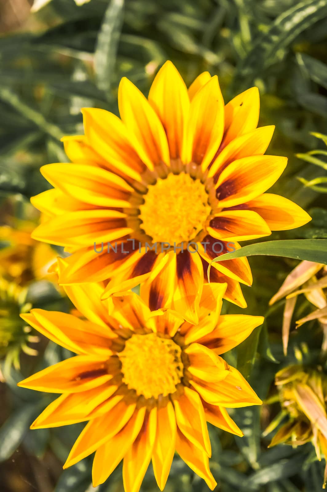 sunflower with buds and green leaves