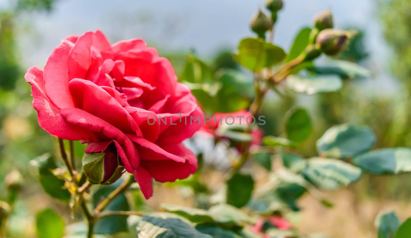 Abstract of Pink Rose Flower: Its buds and leaf are in the background. It is suitable for use as a background for the work in the nature concept.