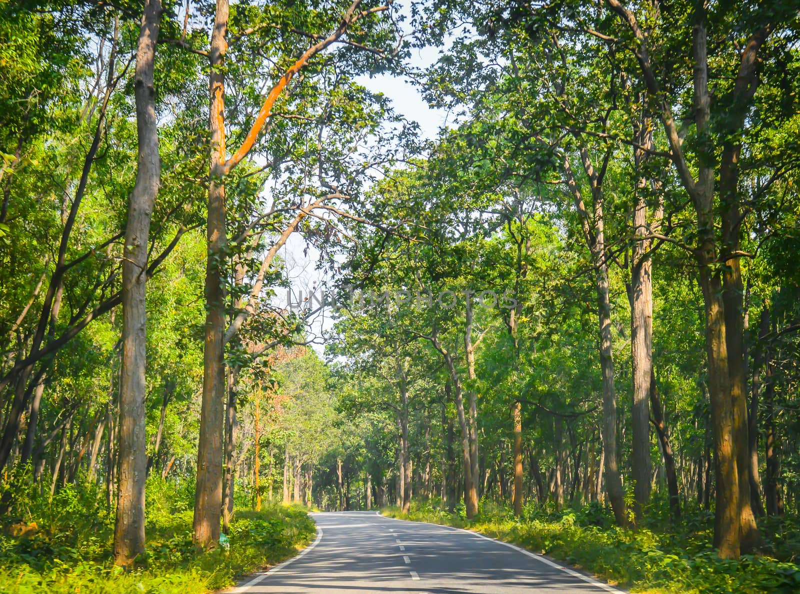 The paved road that cuts through the forest of fresh green tree by sudiptabhowmick