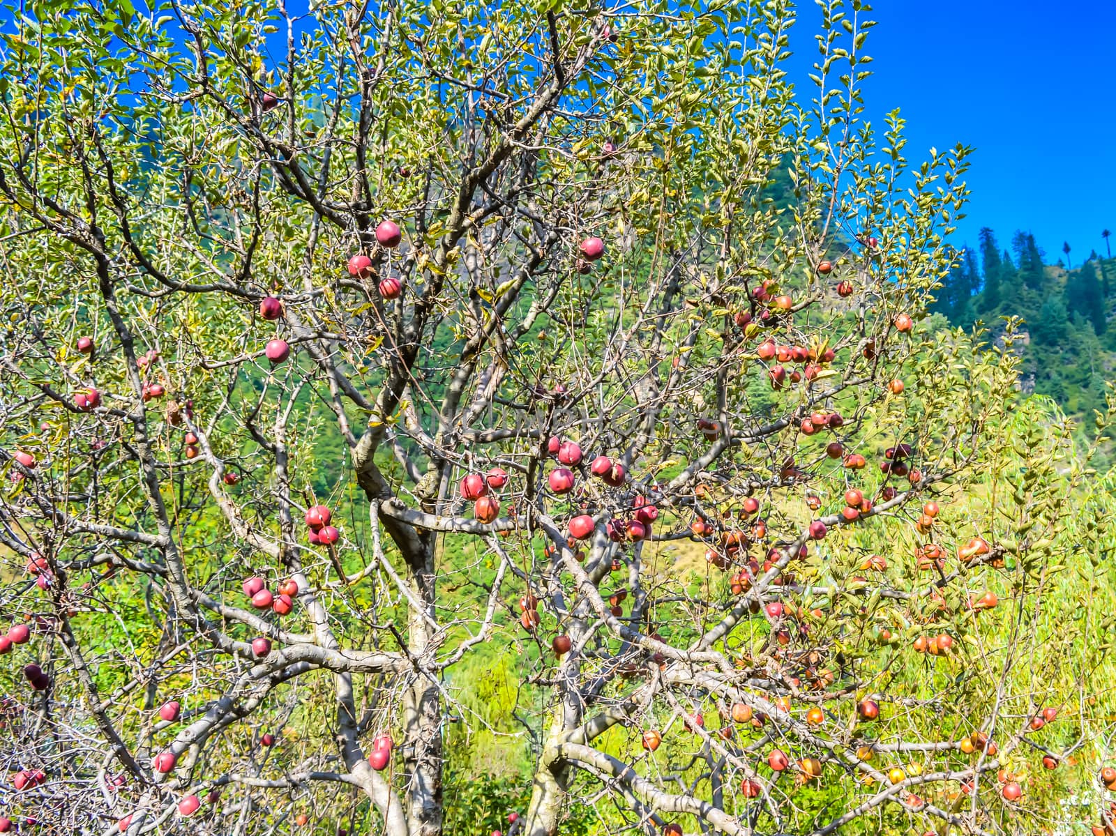 Colorful outdoor shot containing a bunch of red apples on a bran by sudiptabhowmick