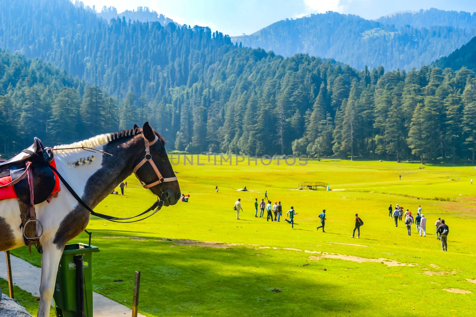 beautiful brown horse standing outdoors Brown horse standing in the green meadow in summer time against trees and mountains Green landscape in the midsummer, in a sunny day sports animal concept